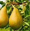 Image result for Pear Tree Orchard