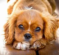 Image result for Pets Trying to Get Away From Kids