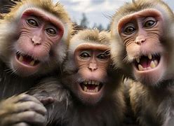 Image result for Monkey Selfie Meme