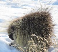 Image result for Porcupine in Snow