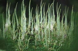 Image result for Veronicastrum virg. Spring Dew