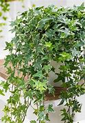 Image result for Ivy House Plant