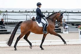 Image result for Dressage Horse Photography
