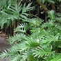 Image result for Show Pitchers of Common Houseplants