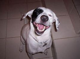 Image result for Laughing Dog