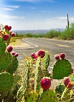 Image result for Arizona Prickly Pear Cactus