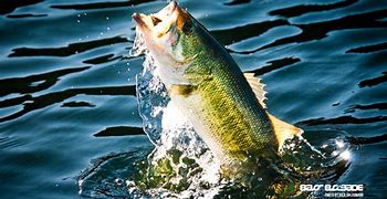 Image result for Red Bass Fishing Wallpaper