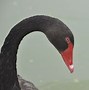 Image result for Cisne Negro