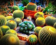 Image result for Cactus Garden