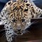 Image result for Black Cheetah Background