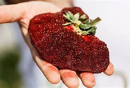 Image result for World's Largest Strawberry