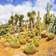 Image result for Sahara Desert Cactus
