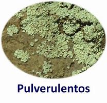 Image result for pulverulento