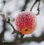 Image result for Air Up Pods Winter Apple