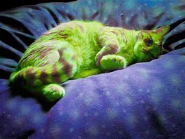 Image result for Crazy Galaxy Cat