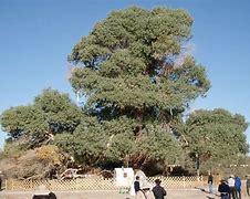 Image result for Biggest Tree in the World China