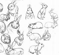 Image result for Animal Drawing Challenge