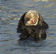 Image result for Funny Sea Otter