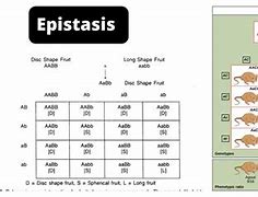 Image result for Epistasis