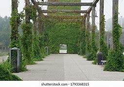 Image result for Pillars with Vines