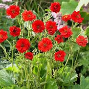 Image result for Geum chiloense Mrs. Bradshaw