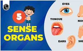 Image result for Worksheet About Five Senses