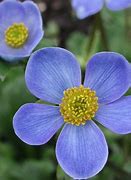 Image result for Anemone trullifolia