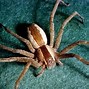 Image result for brown recluse spider