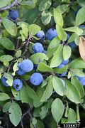Image result for Prunus spinosa