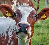 Image result for Dairy Cow Face