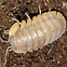 Image result for Red Isopod