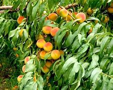 Image result for Nemaguard Peach Fruit