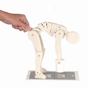 Image result for Plastic Spine Models for Doctors Office