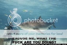 Image result for Funny Cat Shark Memes
