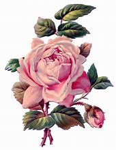 Image result for Vicorian Rose Clip Art Purple