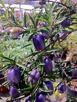 Image result for Purple Apple Berry