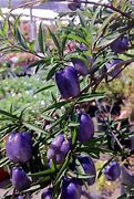 Image result for Purple Apple berry