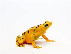 Image result for Golden Tree Frog