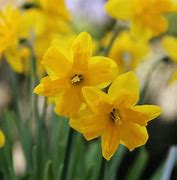 Afbeeldingsresultaten voor Narcissus Winter Starlet
