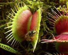 Image result for Carnivorous Plants Eating Human