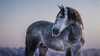 Image result for Andalusian Horse Mane