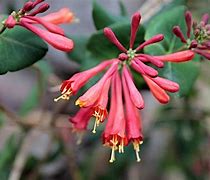 Image result for lonicera vines