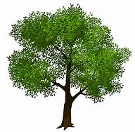 Image result for Tree Transparent Background