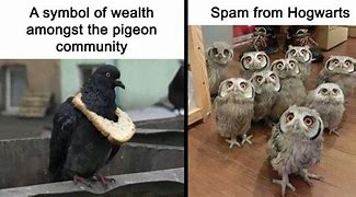 Image result for Weird Bird Meme