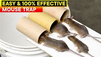Image result for Homemade Rat Traps That Work