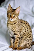 Image result for Big Domestic Jungle Cat