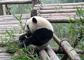 Image result for Chengdu Research Base of Giant Panda