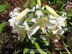 Image result for Lilium Garden Party