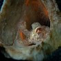 Image result for Octopus Head