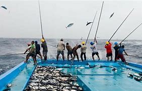 Image result for Maldives Fishing Industry